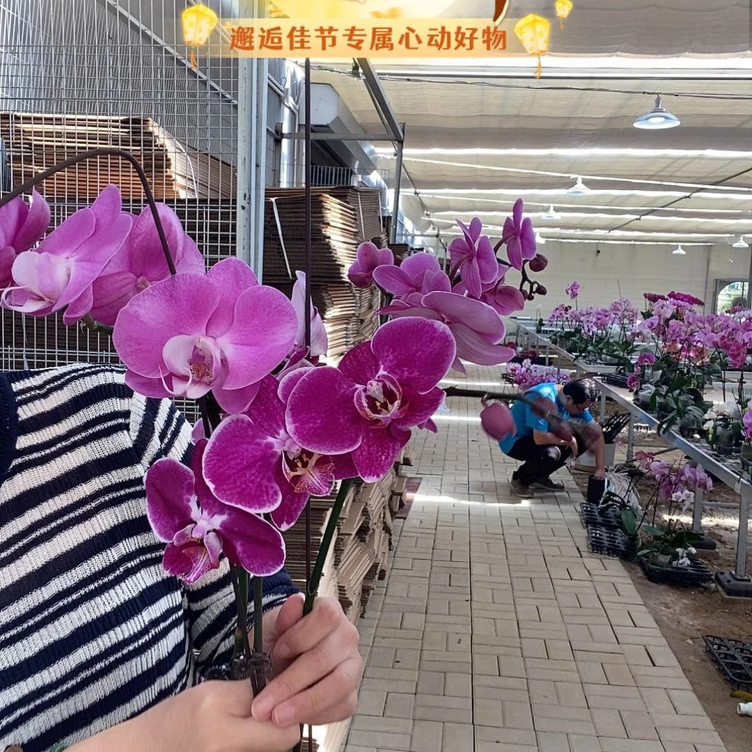 完全开放婚宴，科尔马，青梅竹马三颗组合