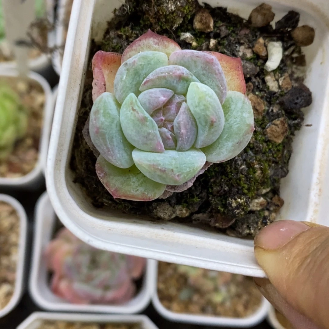 精品多肉一物一拍不包整100