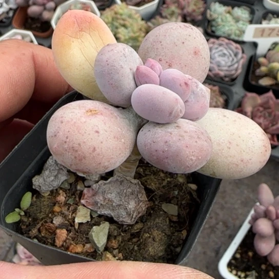 161原始奶多肉植物多