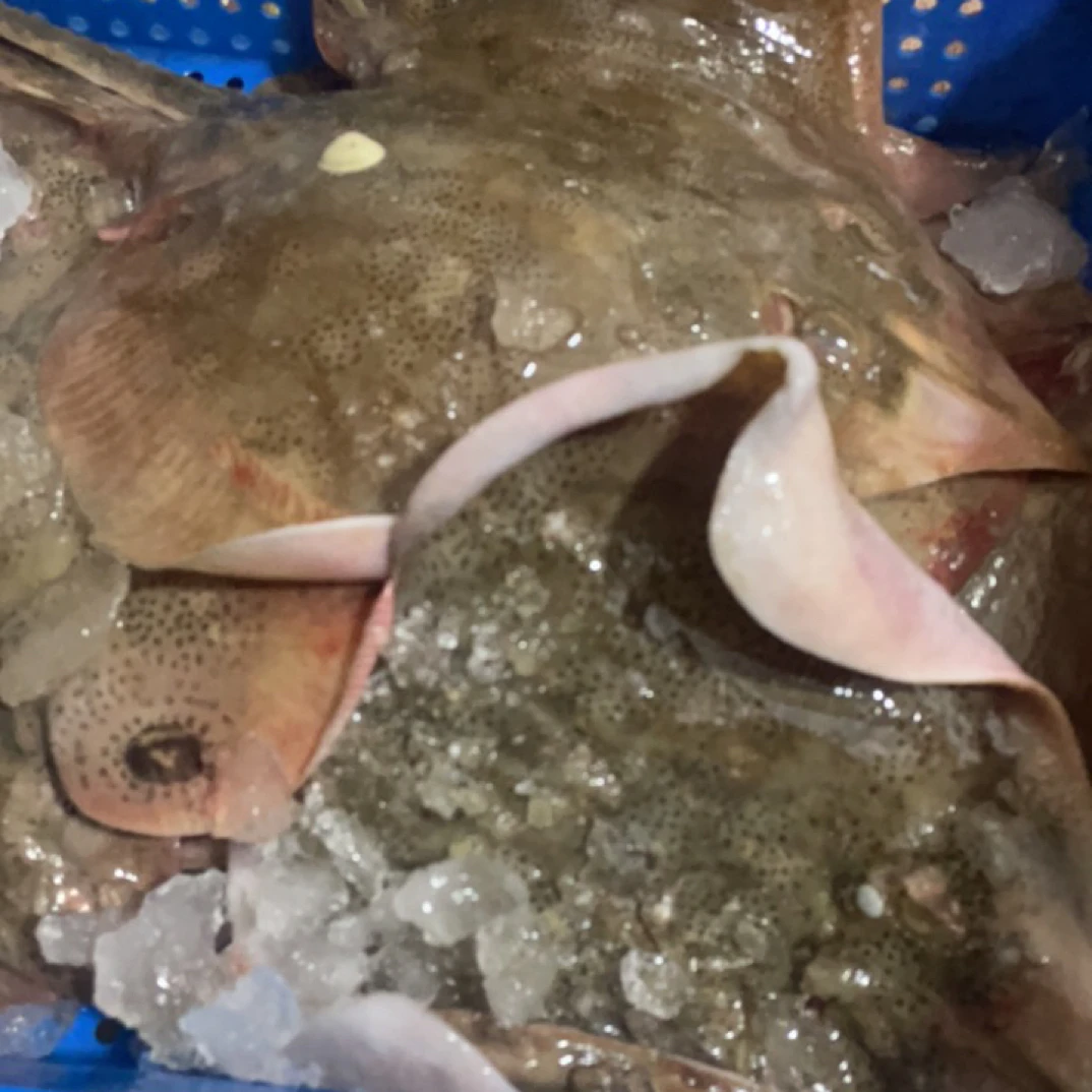 惠来神泉本港野生老板鱼魔鬼鱼顺丰包邮