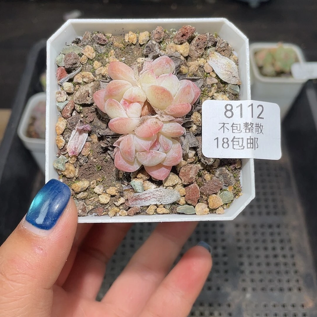 8112。  P糖。     脱土发