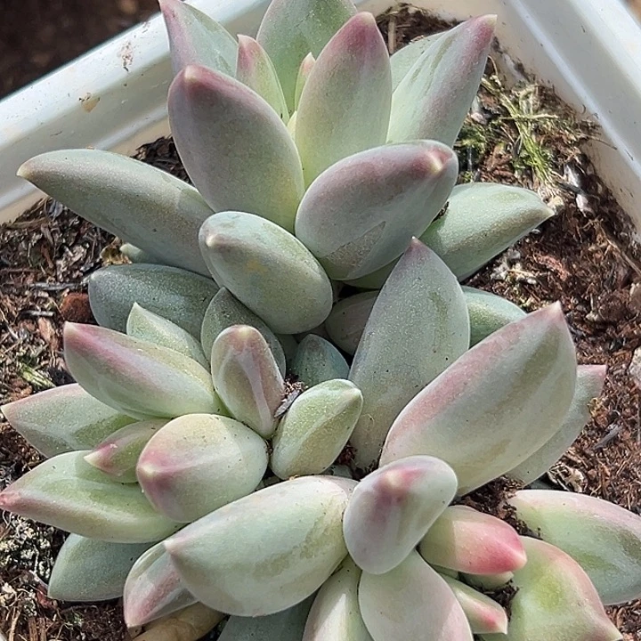 郁金香美人3头特价