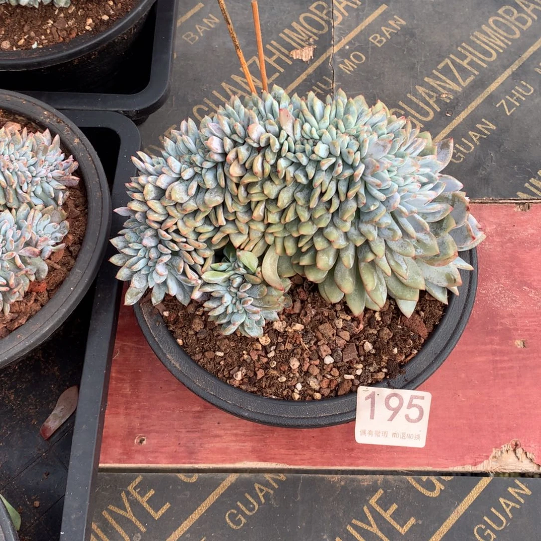 195橙子缀化多肉植物