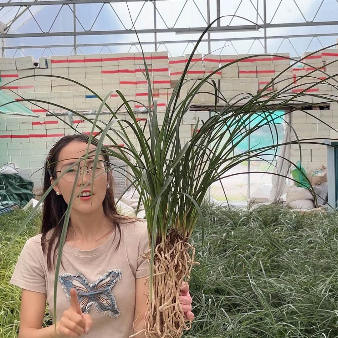 当前无花朵，栽培后可花朵蕙兰解佩1盆
