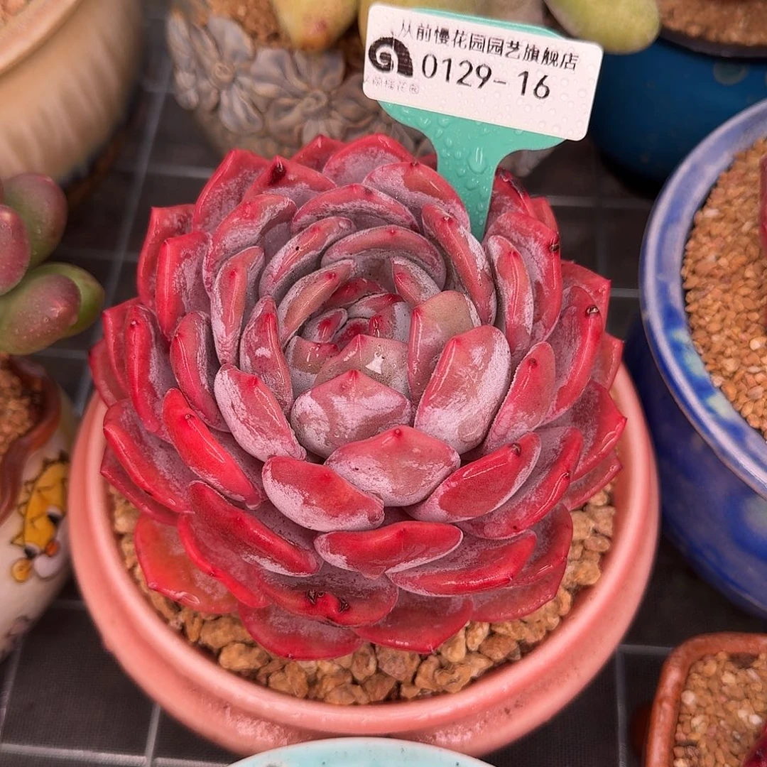 从前慢花园多肉0129-16