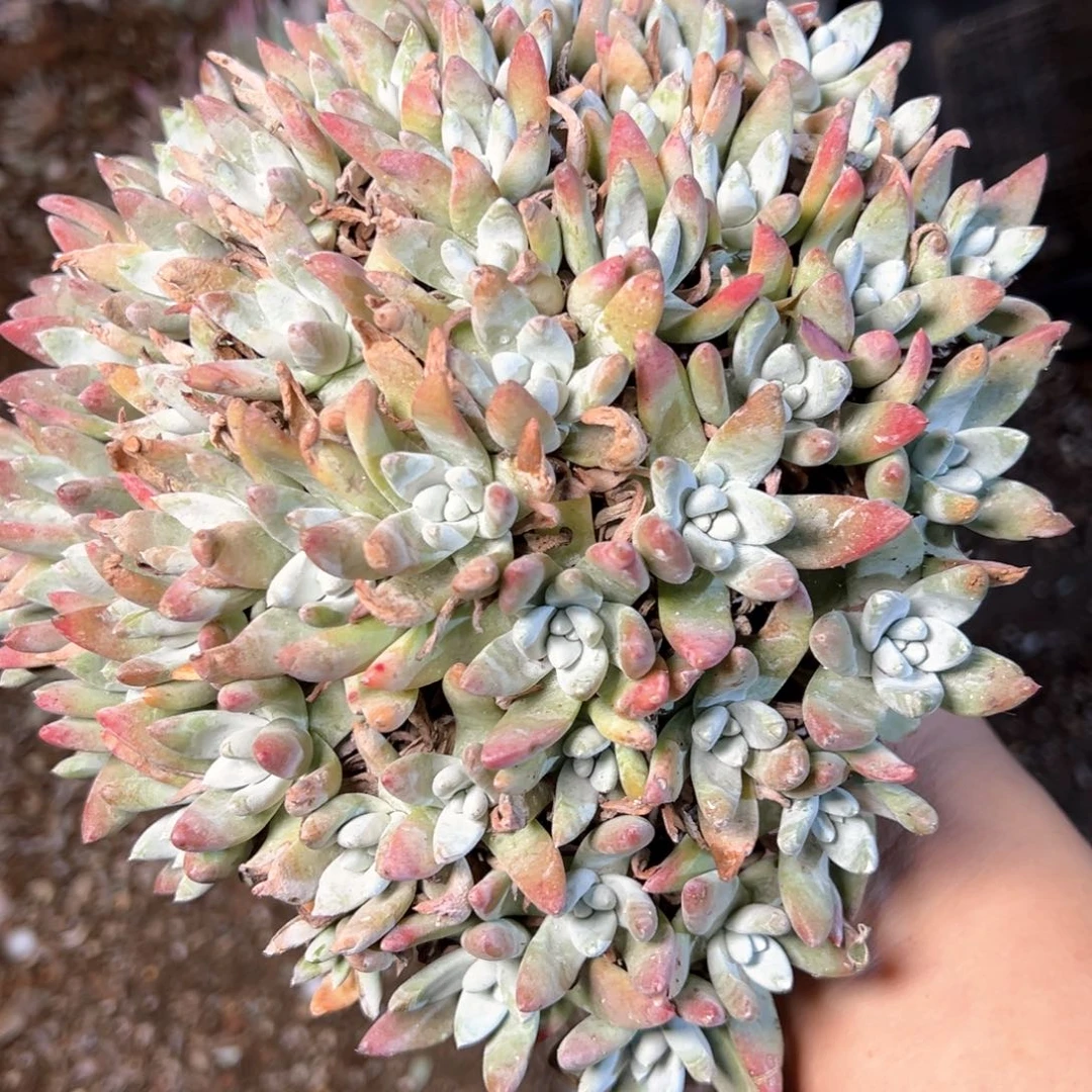 5515哈哈哈哈哈哈哈哈