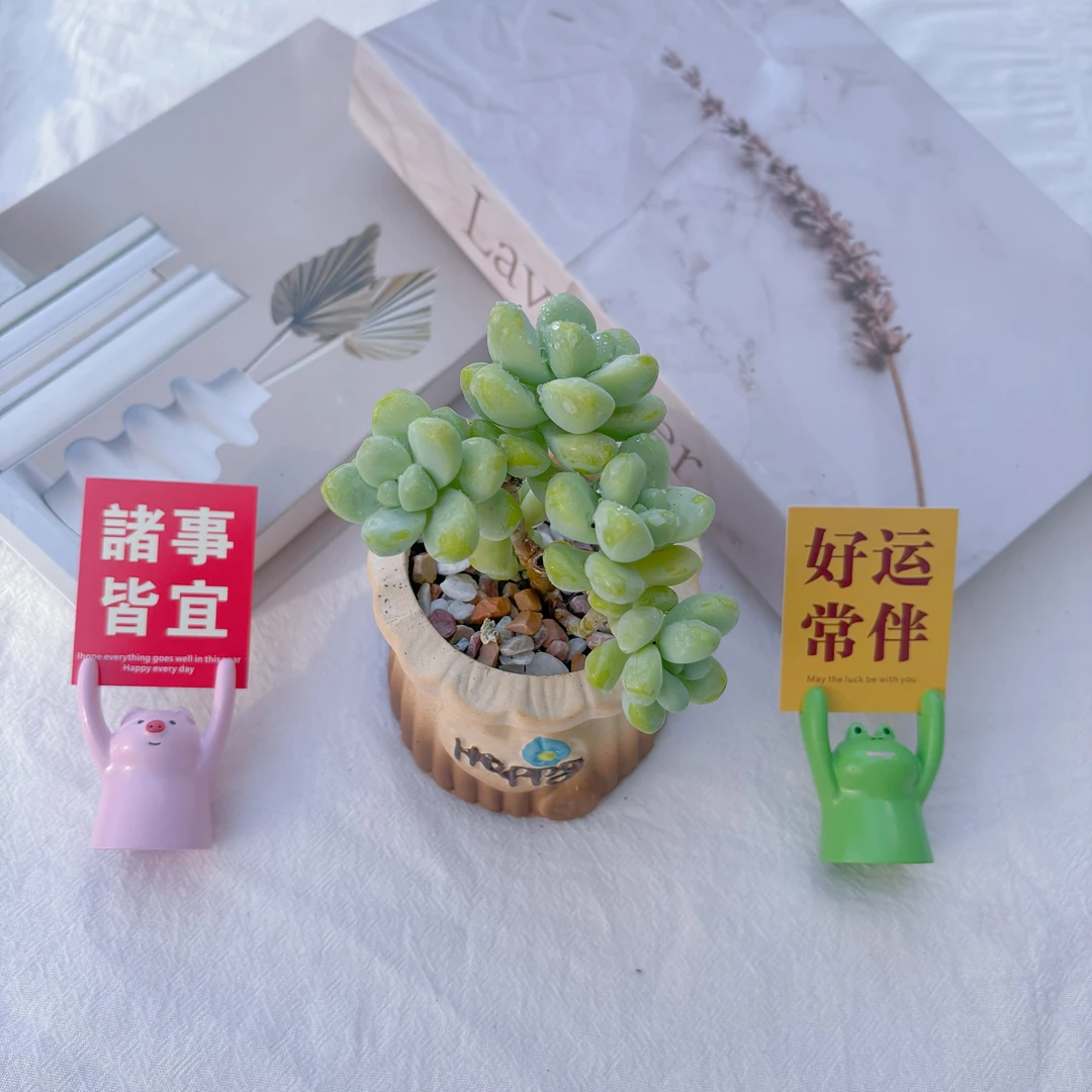 天使之泪 桌面多肉植物办公室阳台新手好养 清新养眼带瓷盆发货