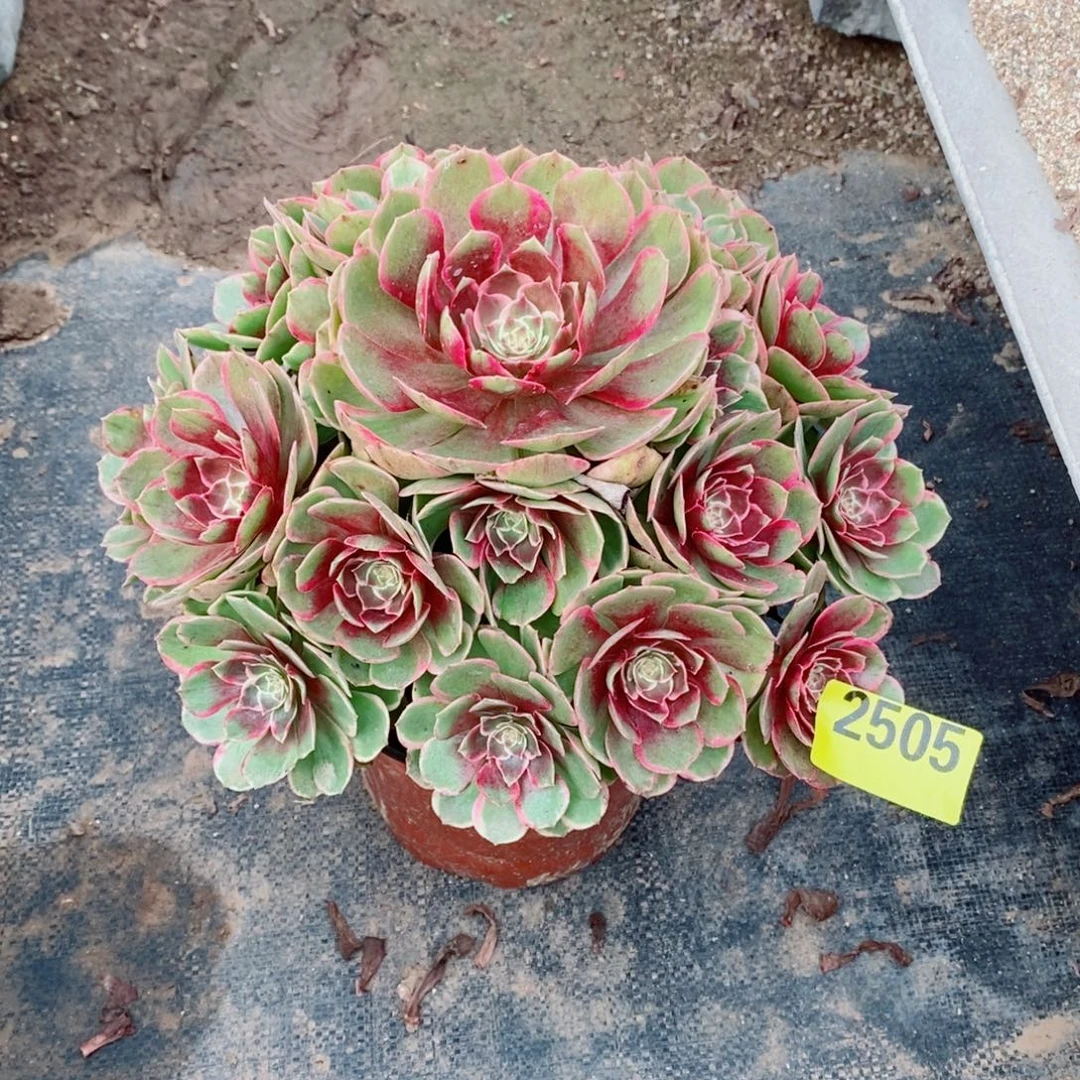 粉花妖多肉法师2505