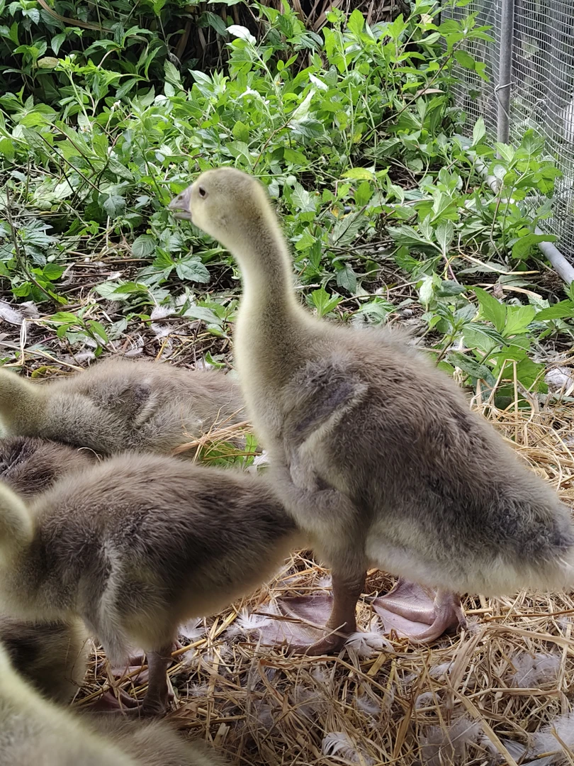 2.5斤左右鲜嫩鹅肉小朗德鹅顺丰包邮