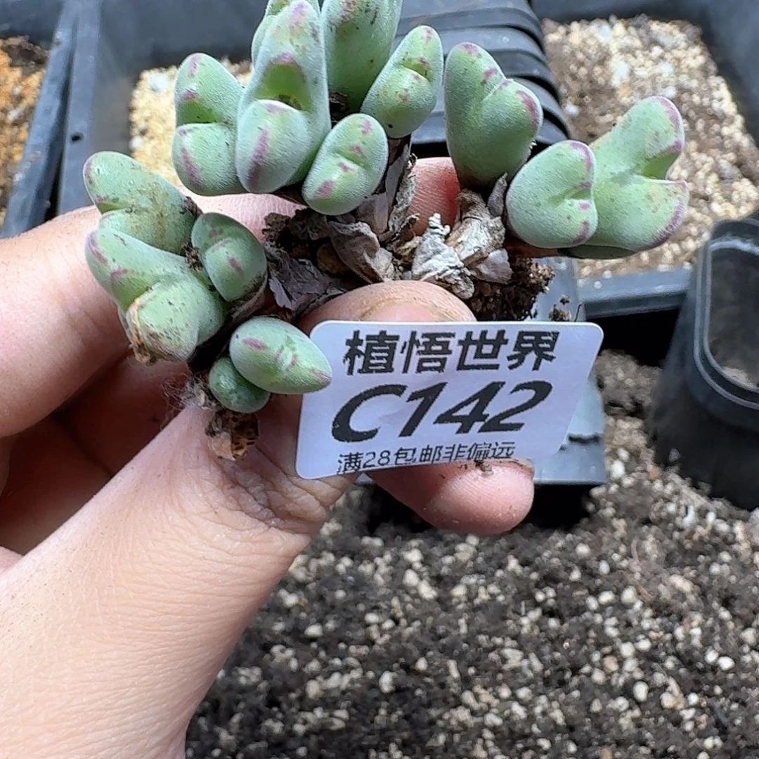 多肉植物的润泽fhb
