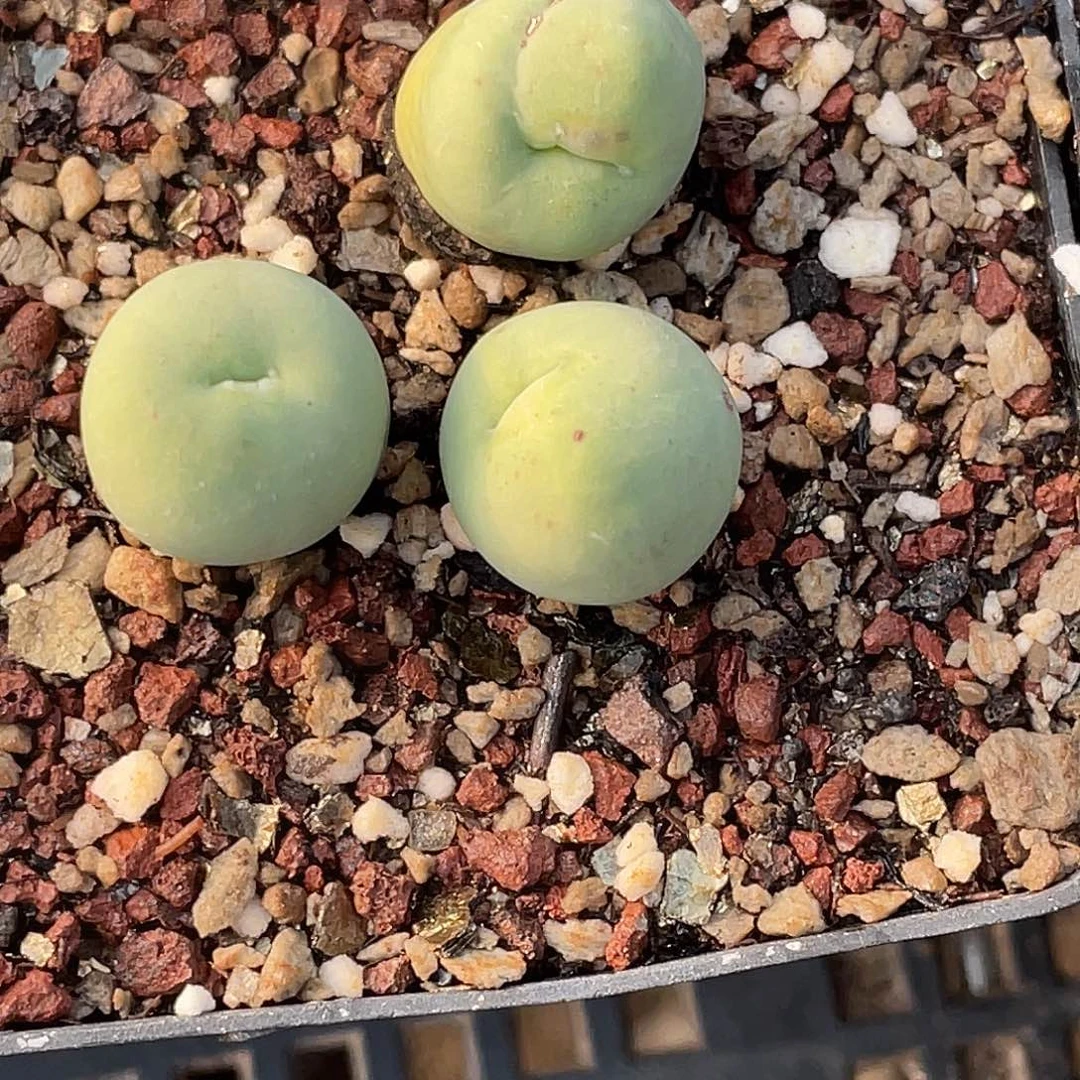 k***16-97肉锥多肉植物