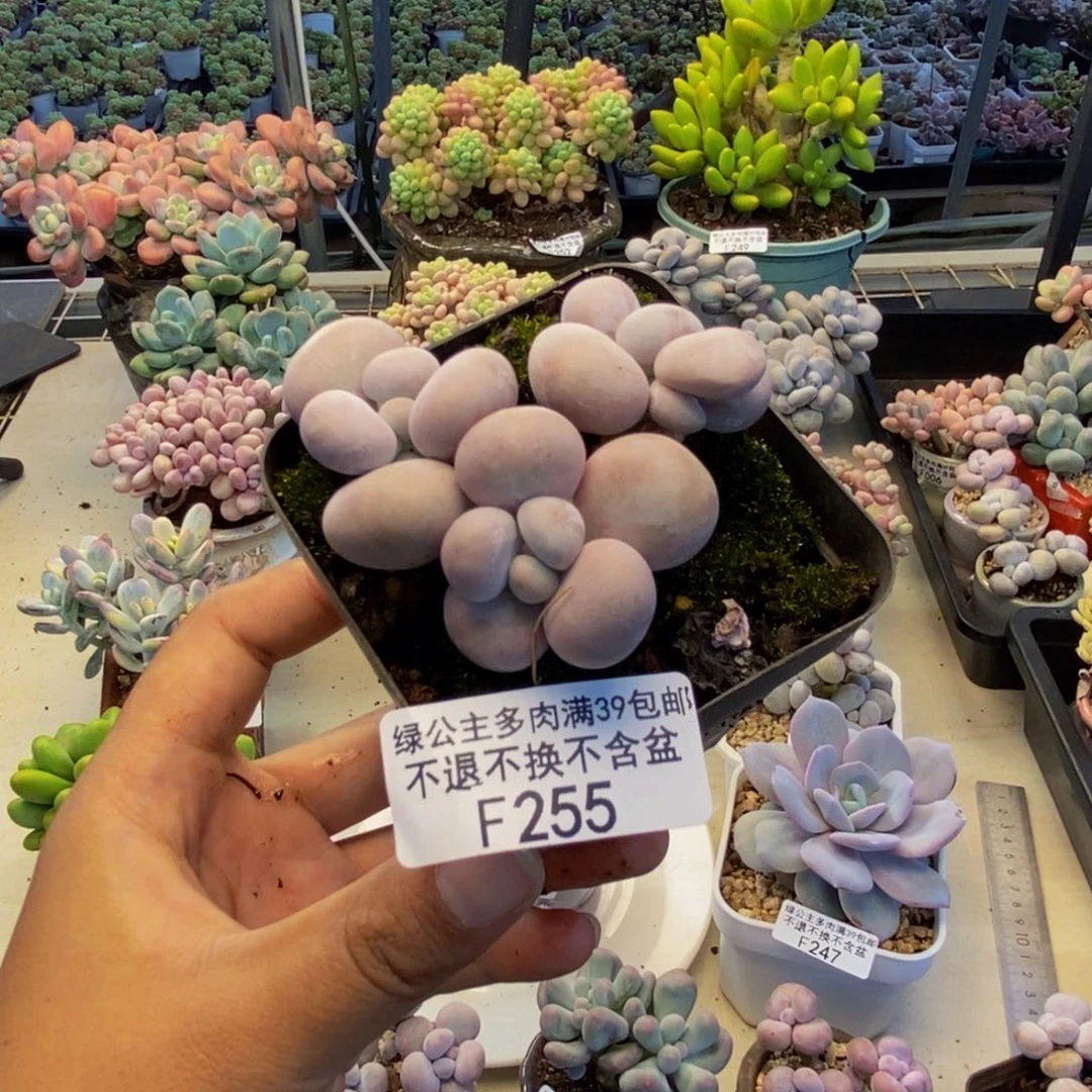 妮*255芭比奶多肉5c m