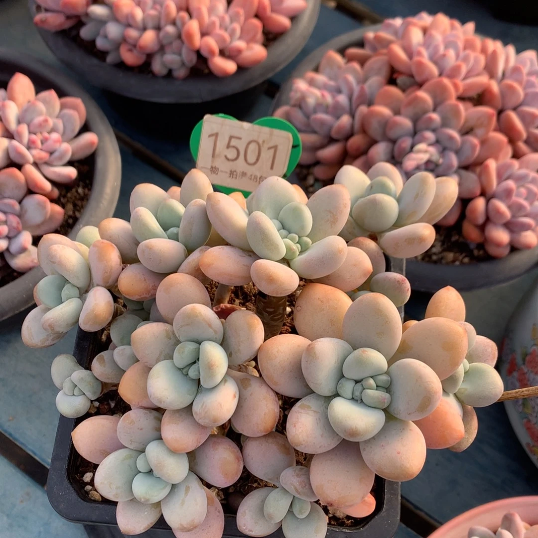 香水洛神无砍平头1501