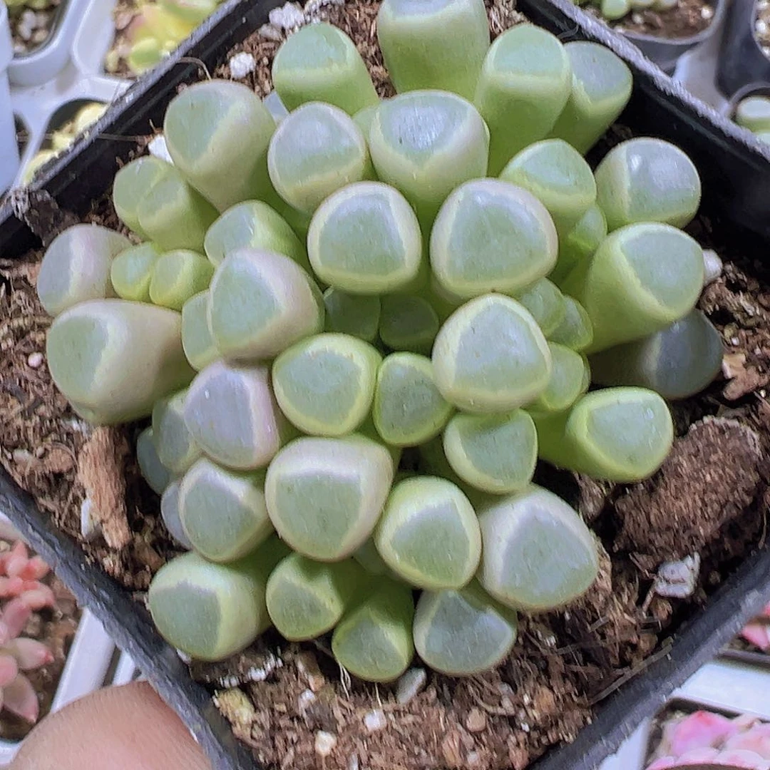 五十铃玉19包邮多肉