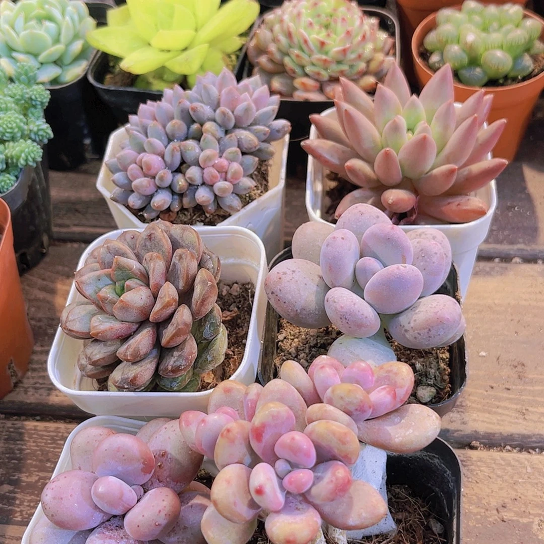 如图6盆111111111111111111111