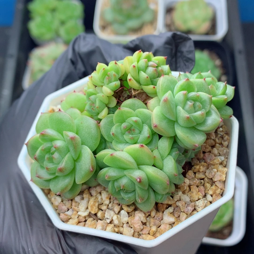 58包邮  群生不包整麦秆群77