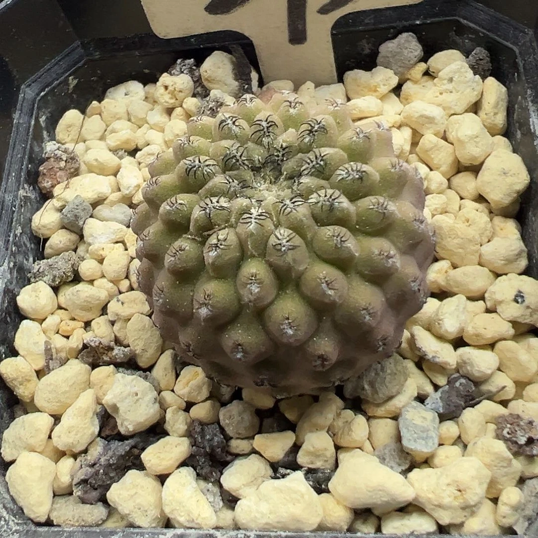 293实生狼头玉哦哦哦