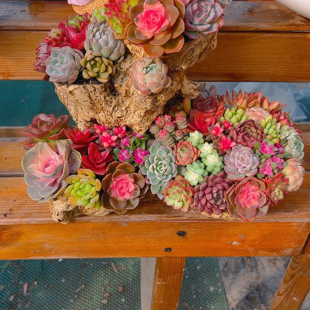 大号木桩多肉组合花园