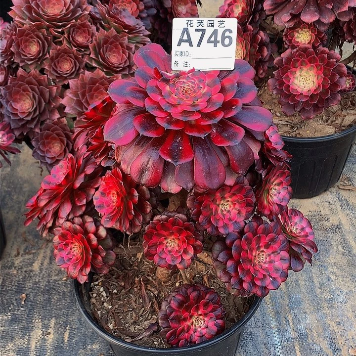 半**过746多肉法师美丽断指