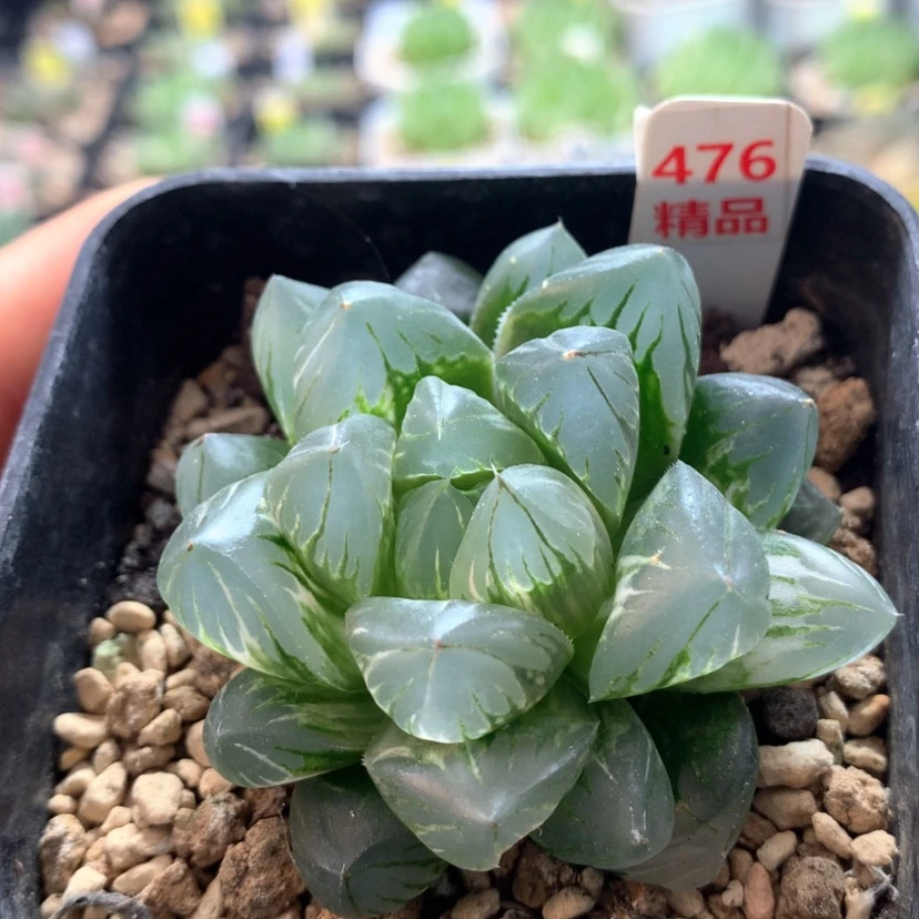 【闪购商品】476水晶杂冰川