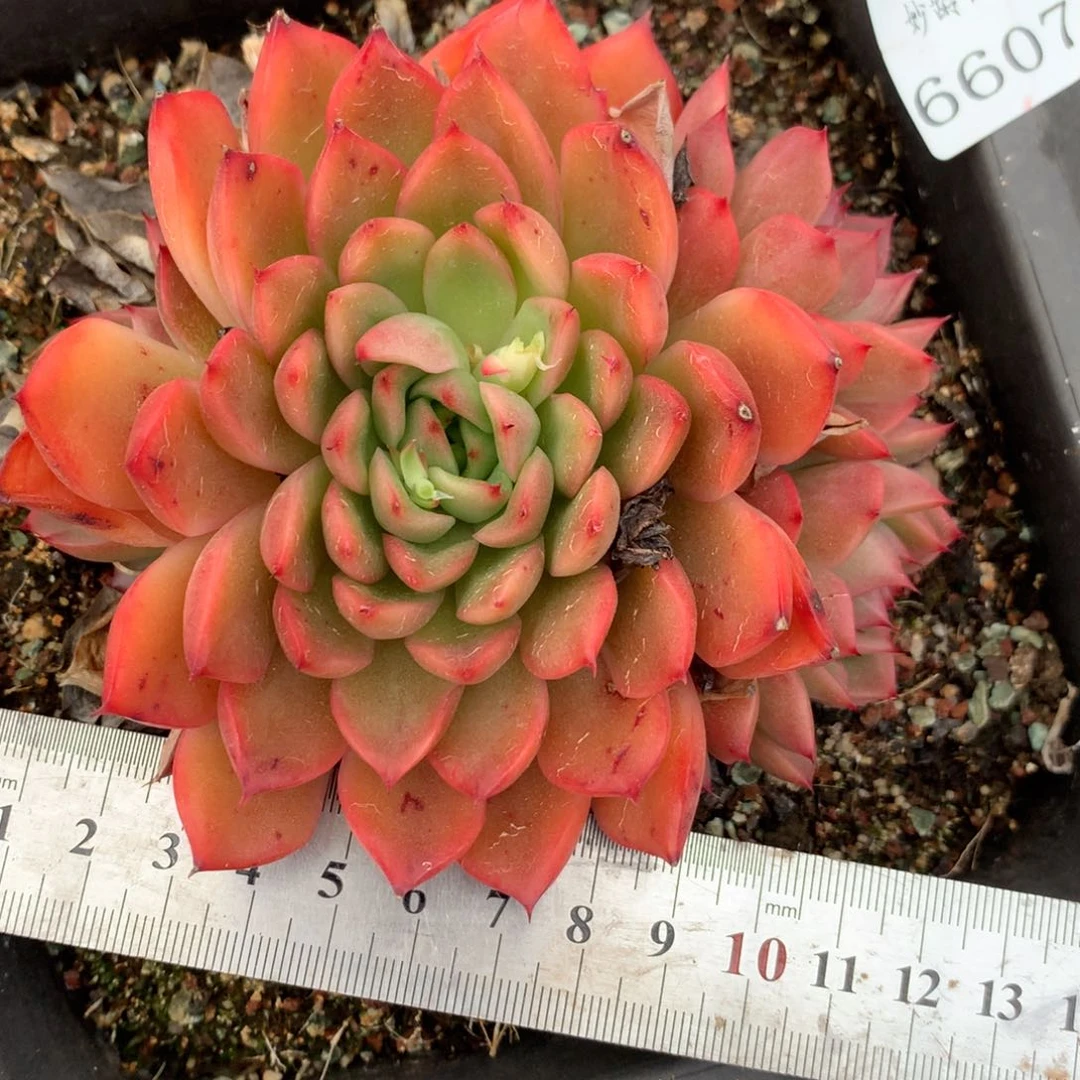 6607杂交多肉植物