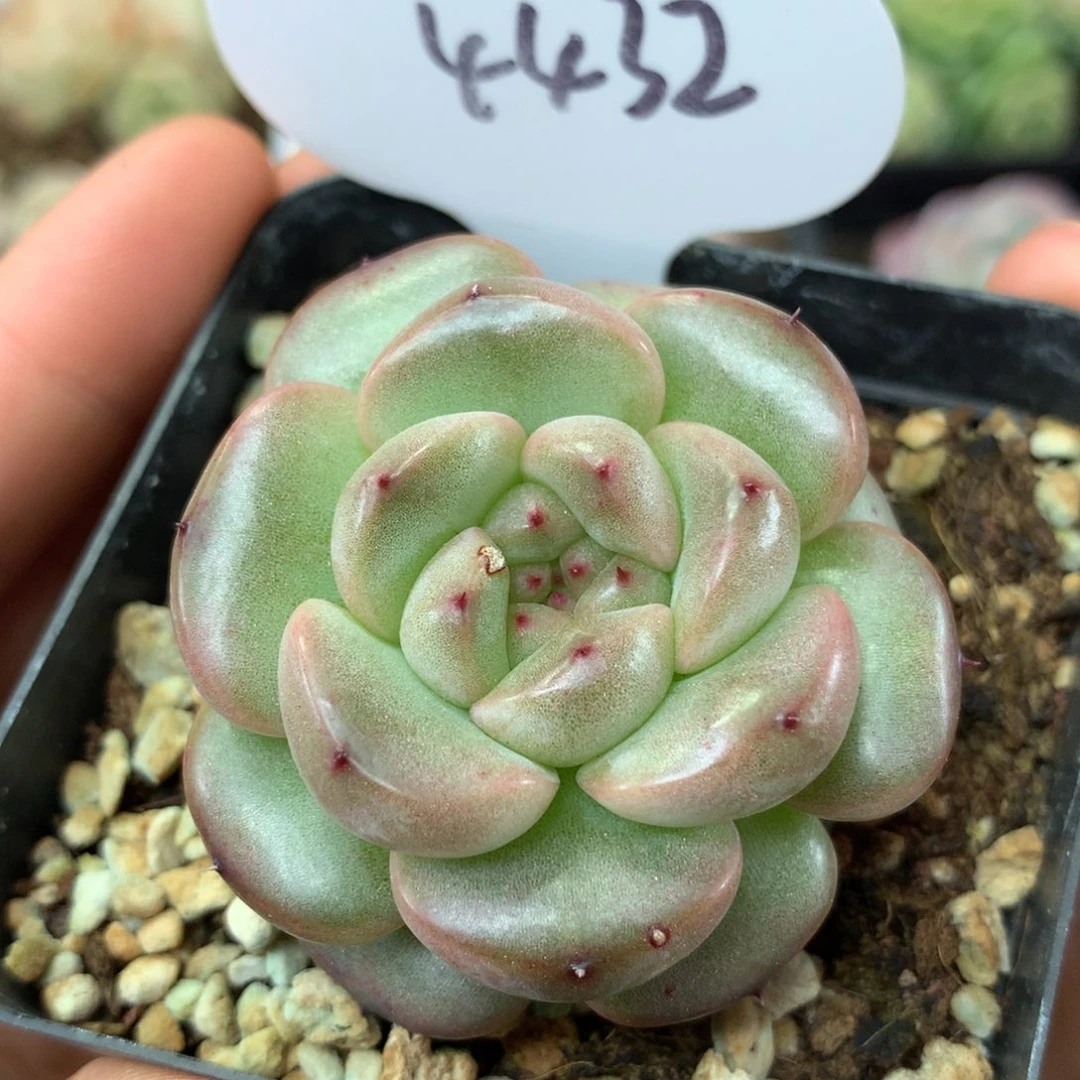 油透圆秃珍妮单头4432