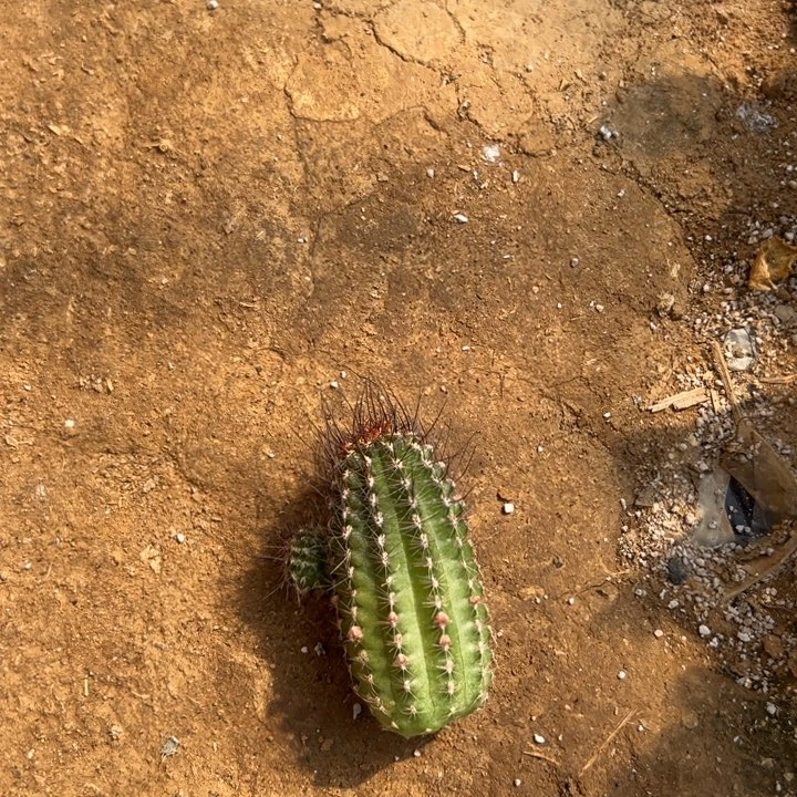 白檀仙人球侧芽371