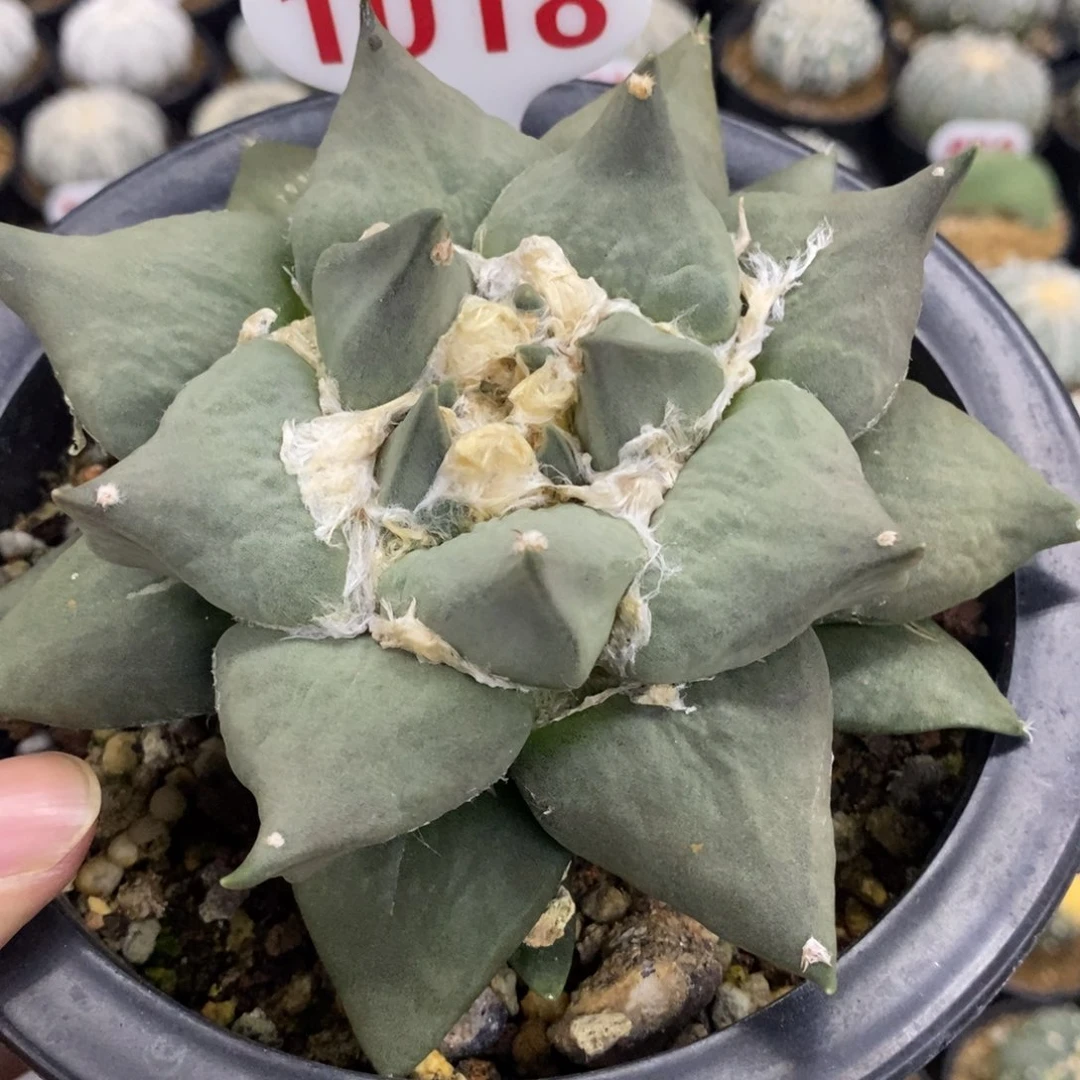 1018牛舌怒涛杂牡丹