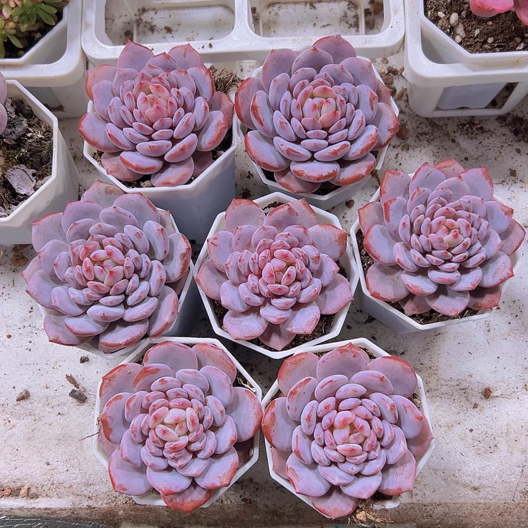 大玉芙蓉19包邮对肉