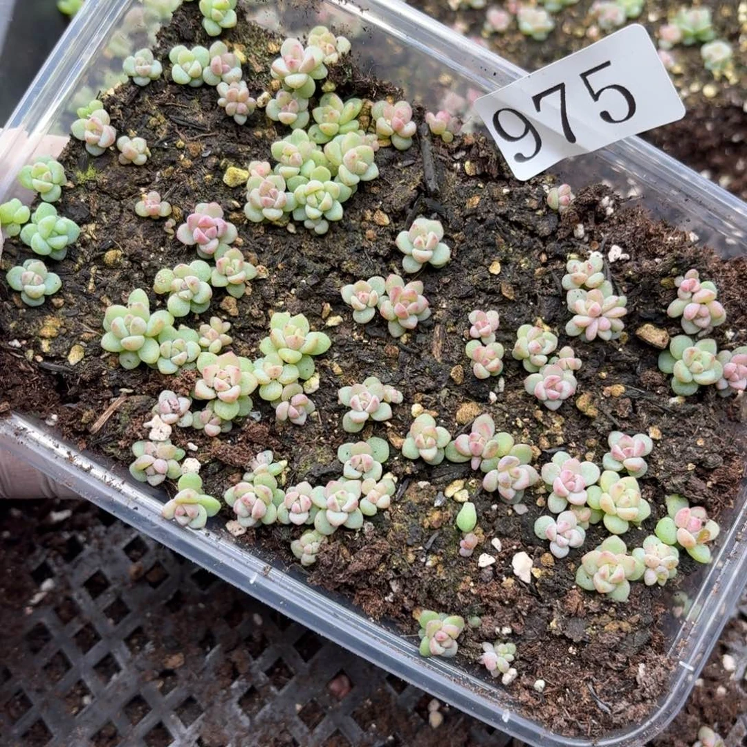 多肉植物溏心珍妮小苗975