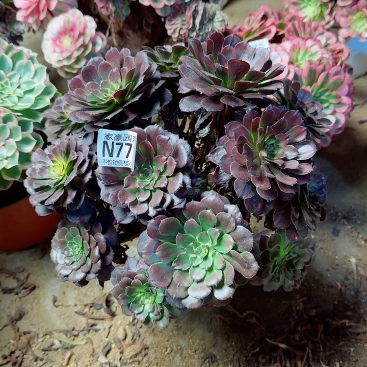 772烟花官服25左右2