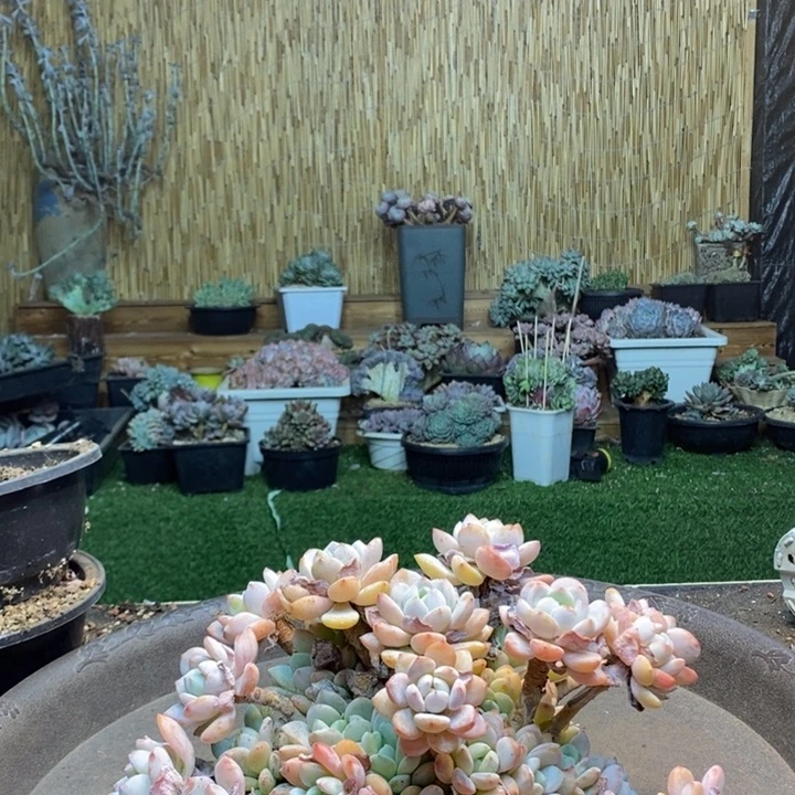 子***萱244号冷香多肉植物