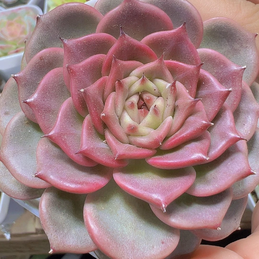 大神迪19包邮多肉植物