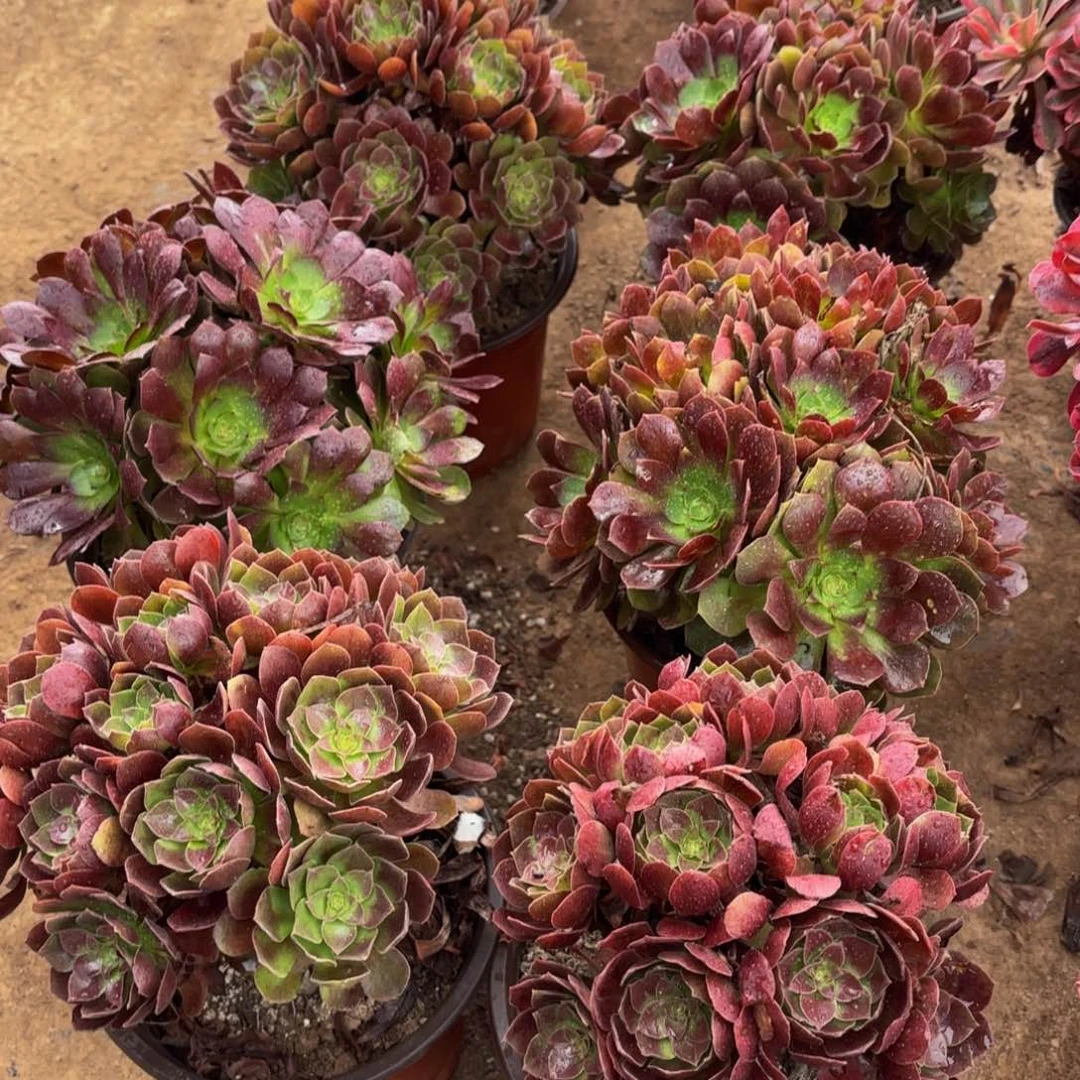 黑金玫瑰绣球9.9多肉植物