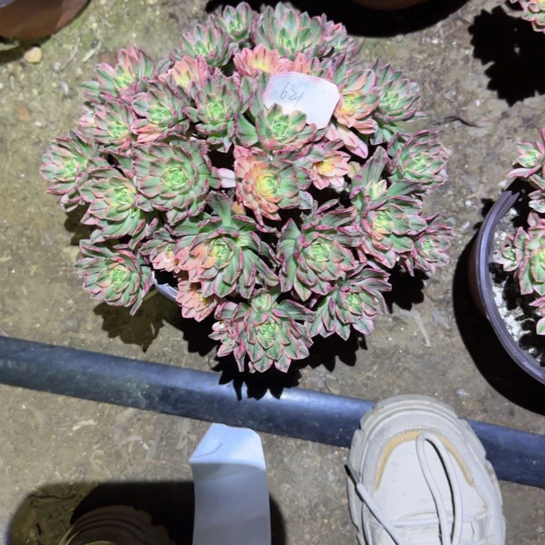 甜茶法师多肉621