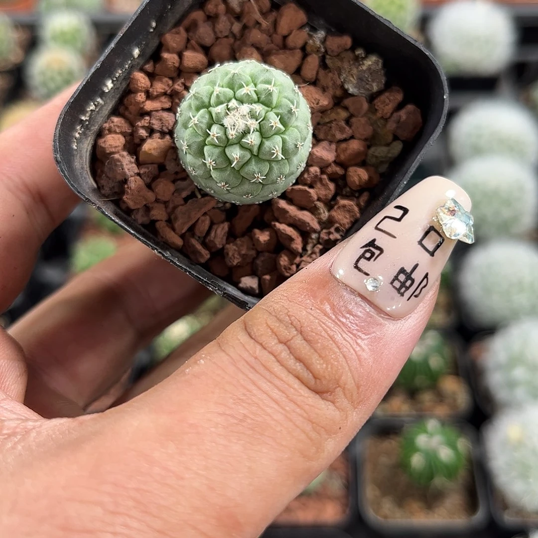 菊水单头发货单头