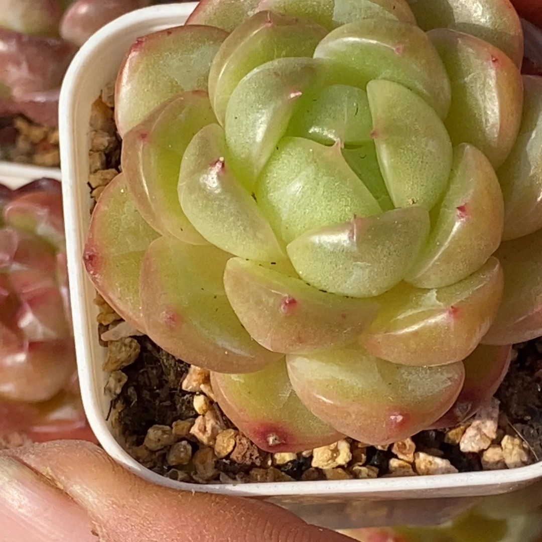 天官赐福百无禁忌