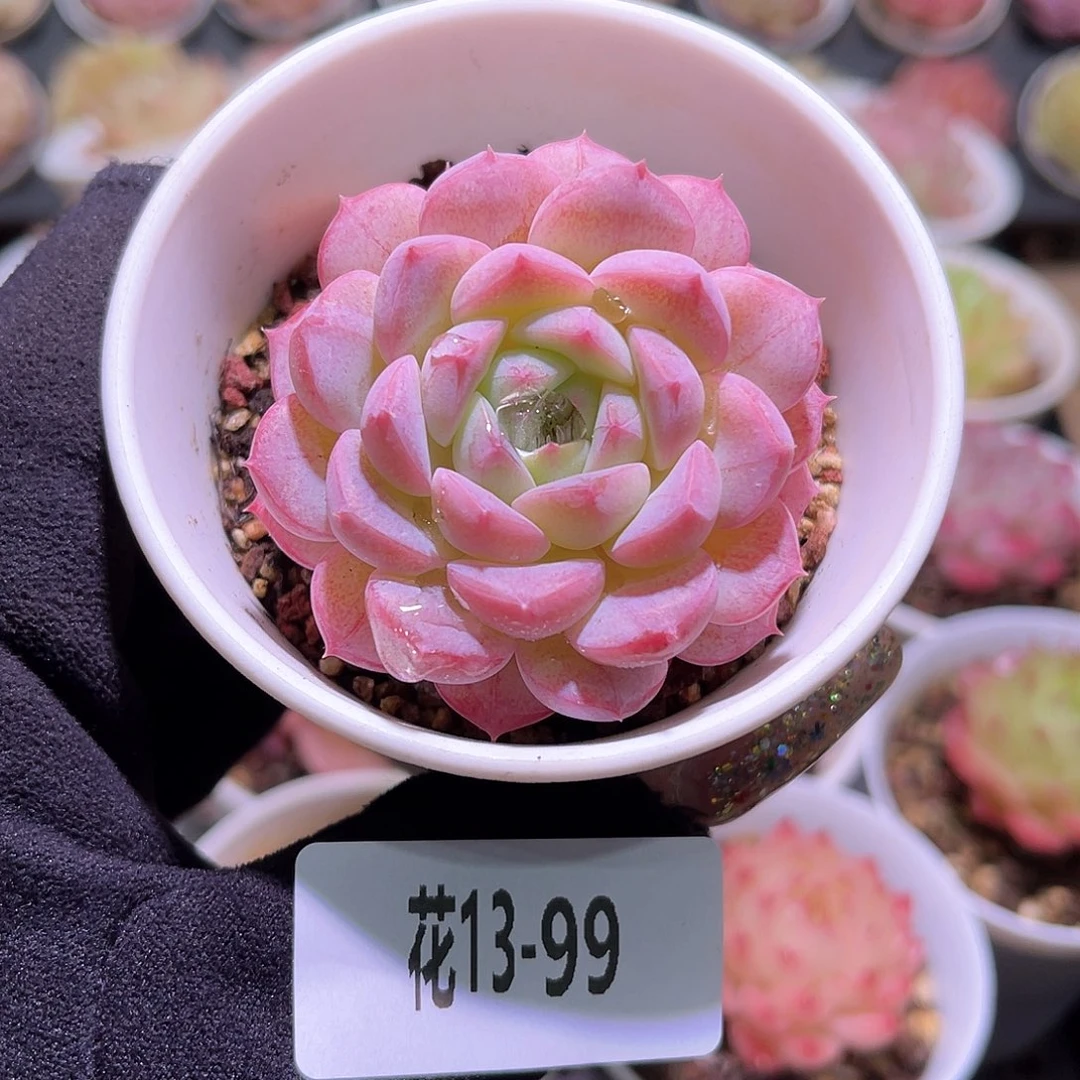 花利美13-99白桃汽水