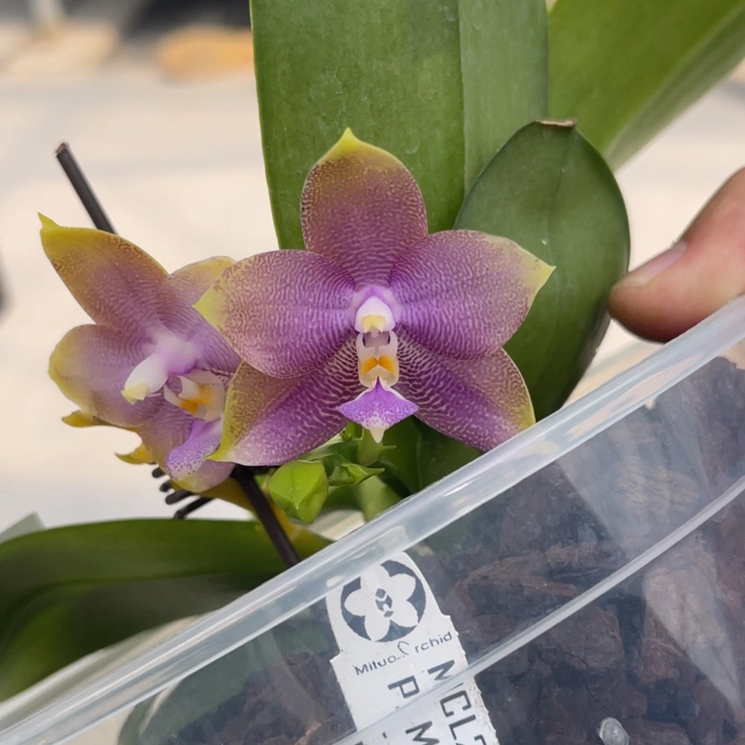 完全开放1570 5寸迷魂阵 一物一拍