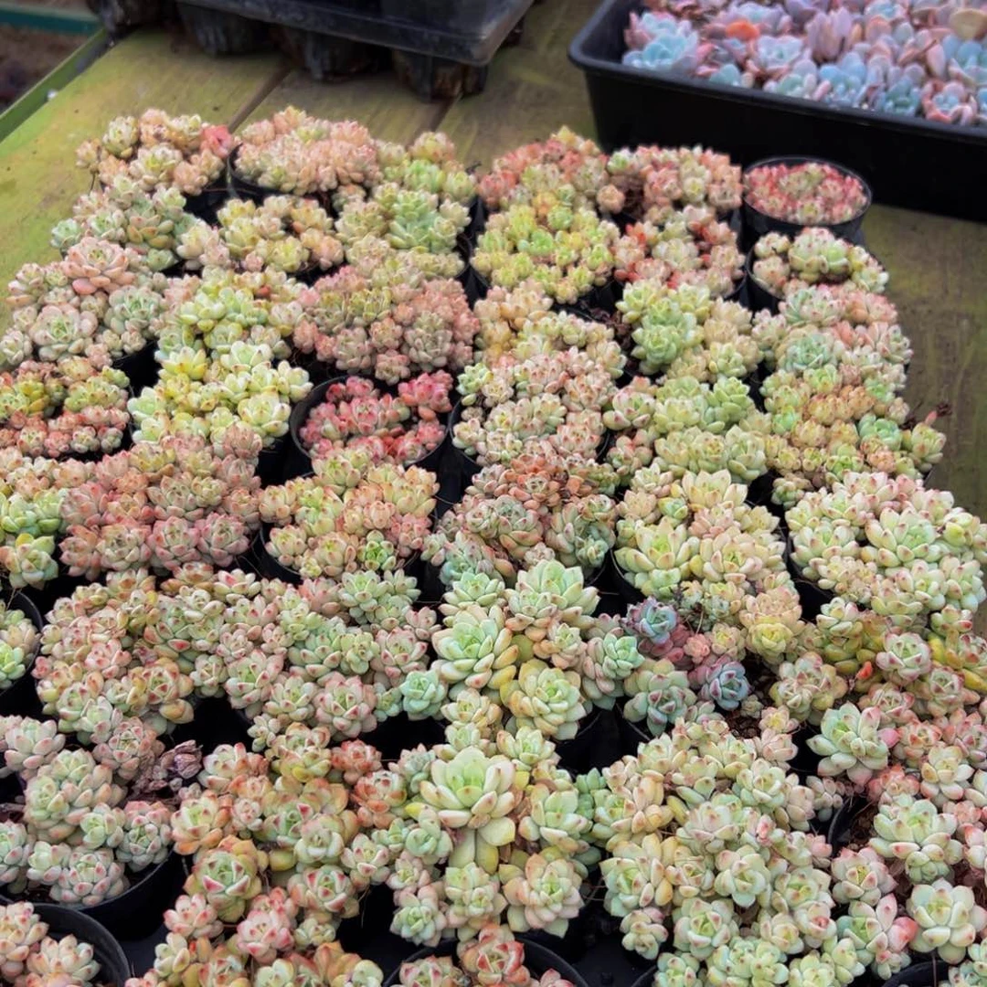 526:：；dfffffvvbv