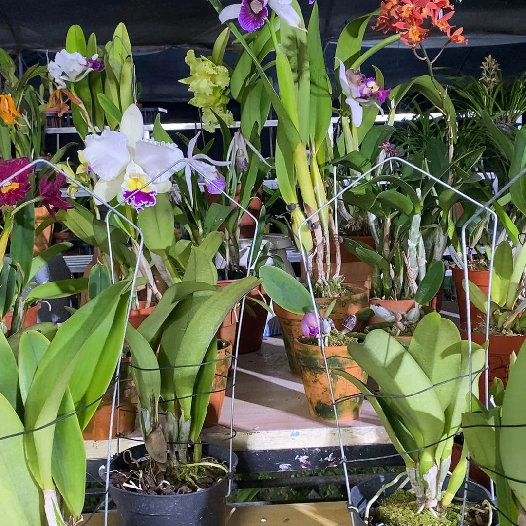 当前无花栽培后可以开花浅***狗蓝色天堂