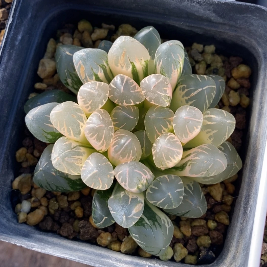 一颗实生糊斑玉露锦 特价