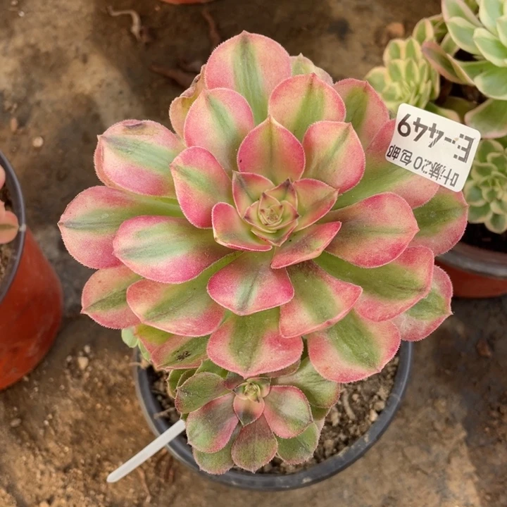 449荔枝嫁接多肉123446786