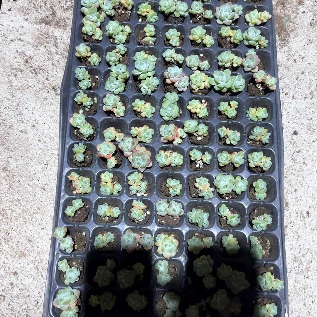 臭宝一物一拍专拍