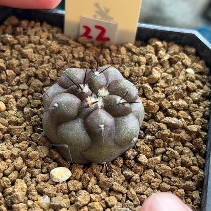 实生黑王丸2.5cm一棵仙人球