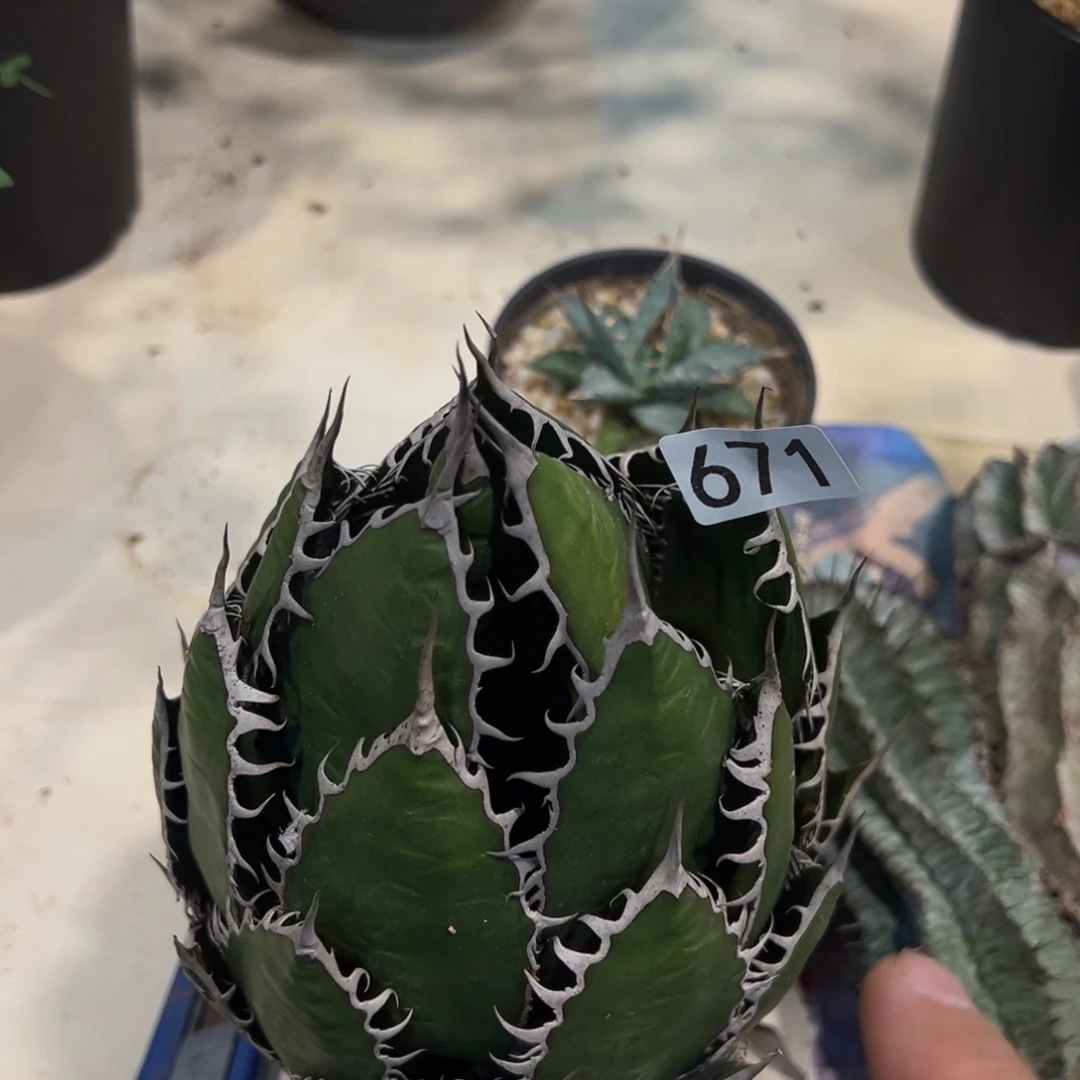 八***九671霍利达龙舌兰植物脱土