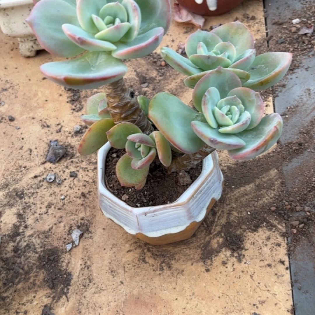 【闪购商品】无花朵用****4