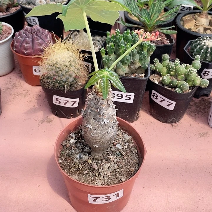 731珊瑚油桐块根植物