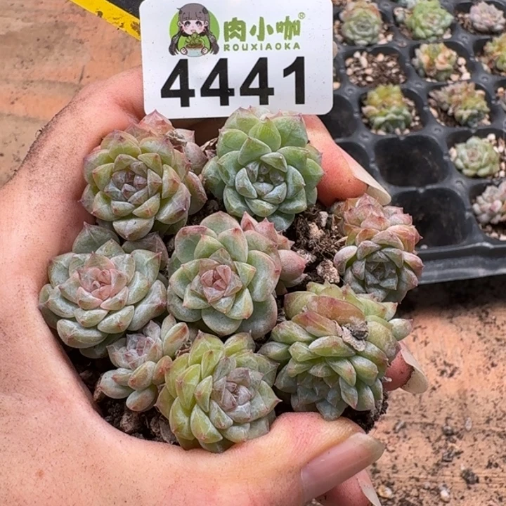 完全开放多肉植物多肉植物