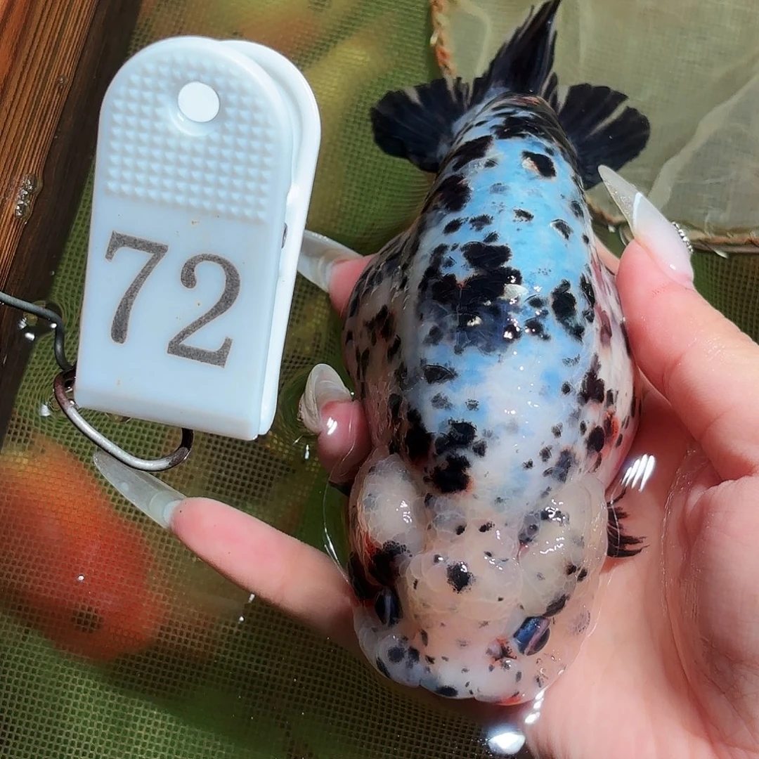 金鱼拍包装包邮，不拍包装运费到付